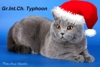 британский кот Тайфун
